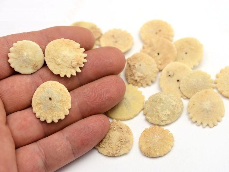 Ježovka Heliophora orbiculus 1ks, Dachla, Maroko