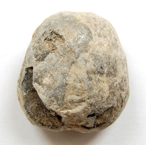Fosilní ježovka Toxaster retsus - Maroko (17)