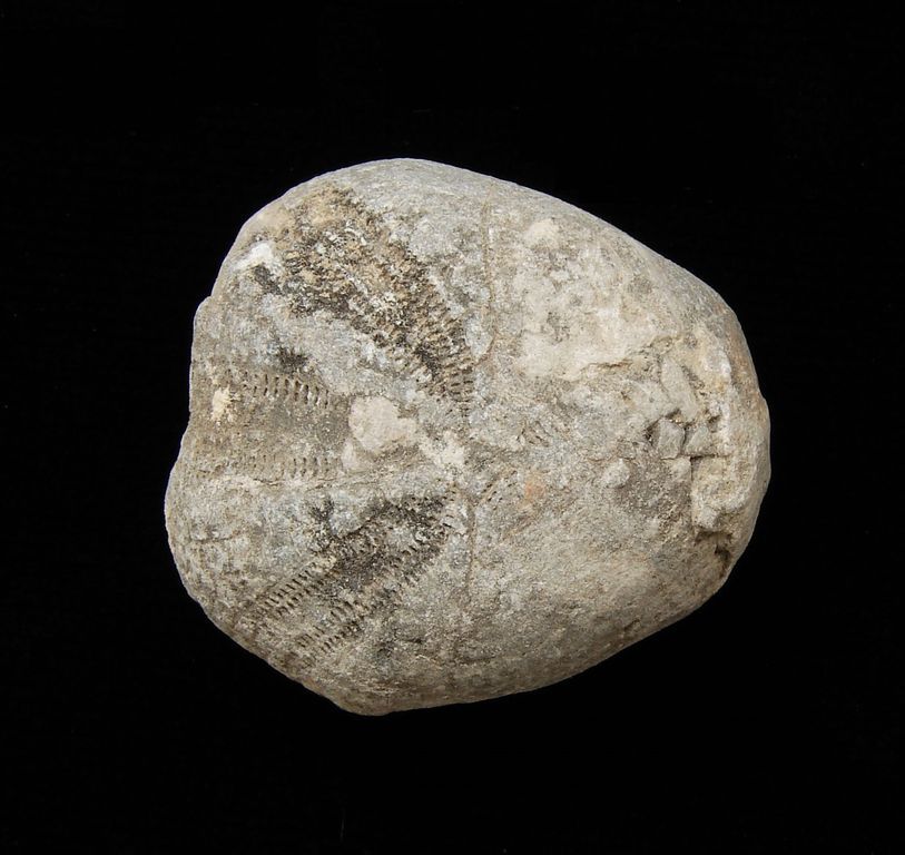 Fosilní ježovka Toxaster retsus - Maroko (34)