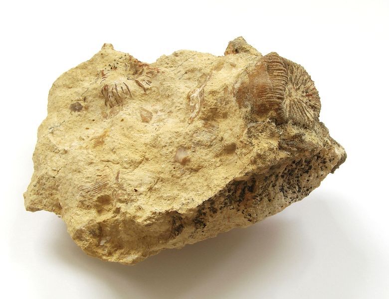 Fosilní korál Pattalophyllia dalmatina - Bosna a Hercegovina (3)