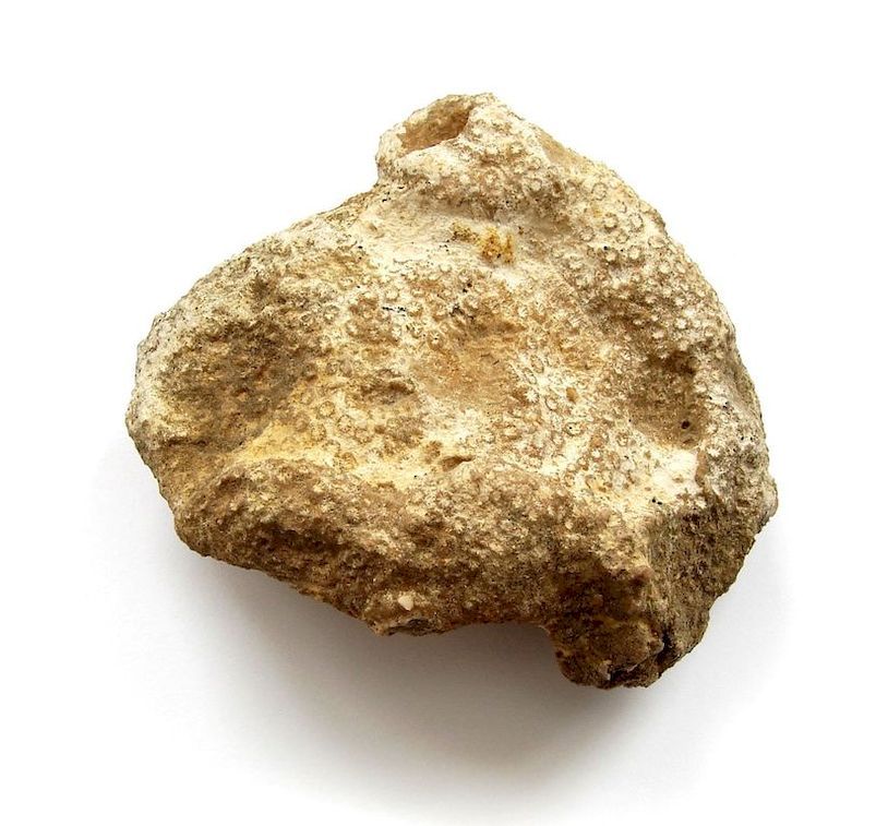 Fosilní korál Stylomadrepora medreporacea - Bosna a Hercegovina (4)