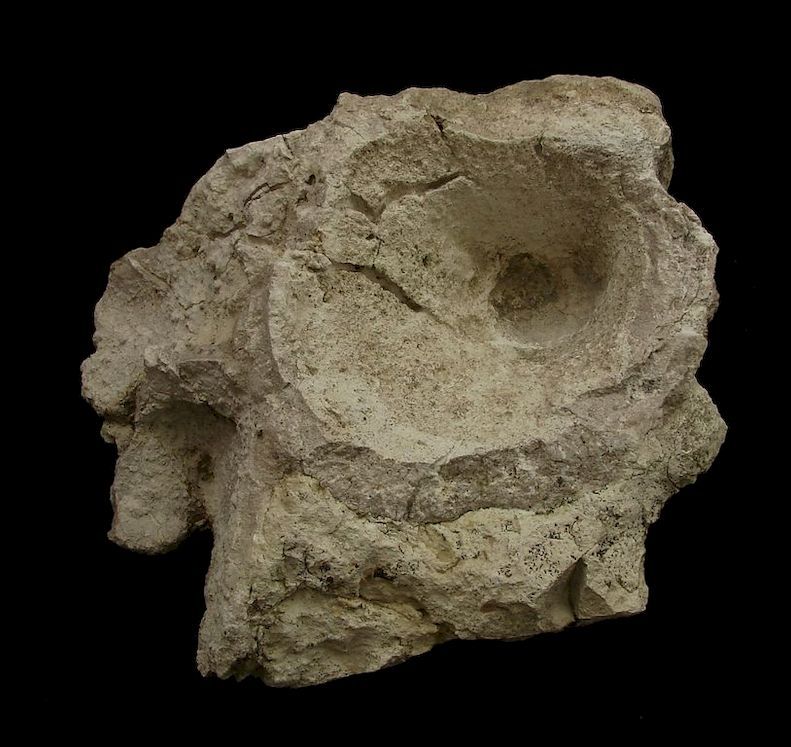 Fosilní houba Trochobolus cupulus - Polsko (3)