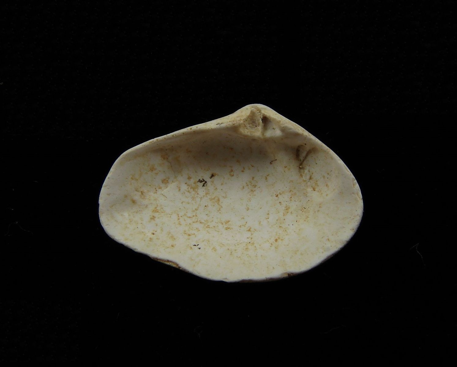 Fosilní mlž Ervilia dissita - Hauskirchen, Rakousko (25)