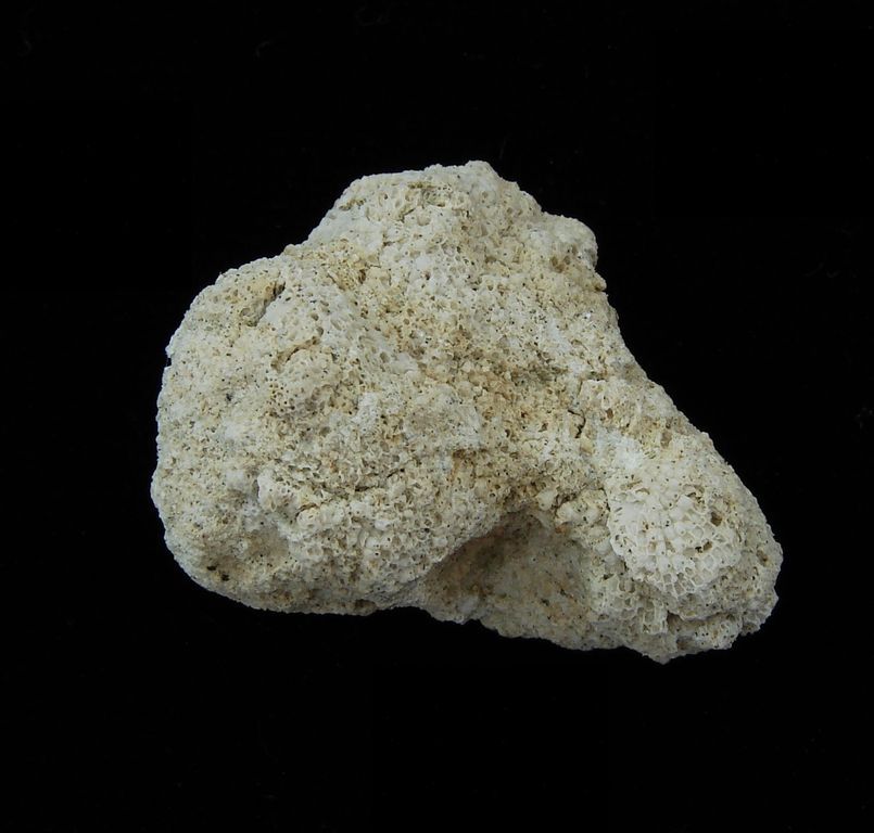 Kolonie mechovek Tholopora sp. - Mušlov (37)