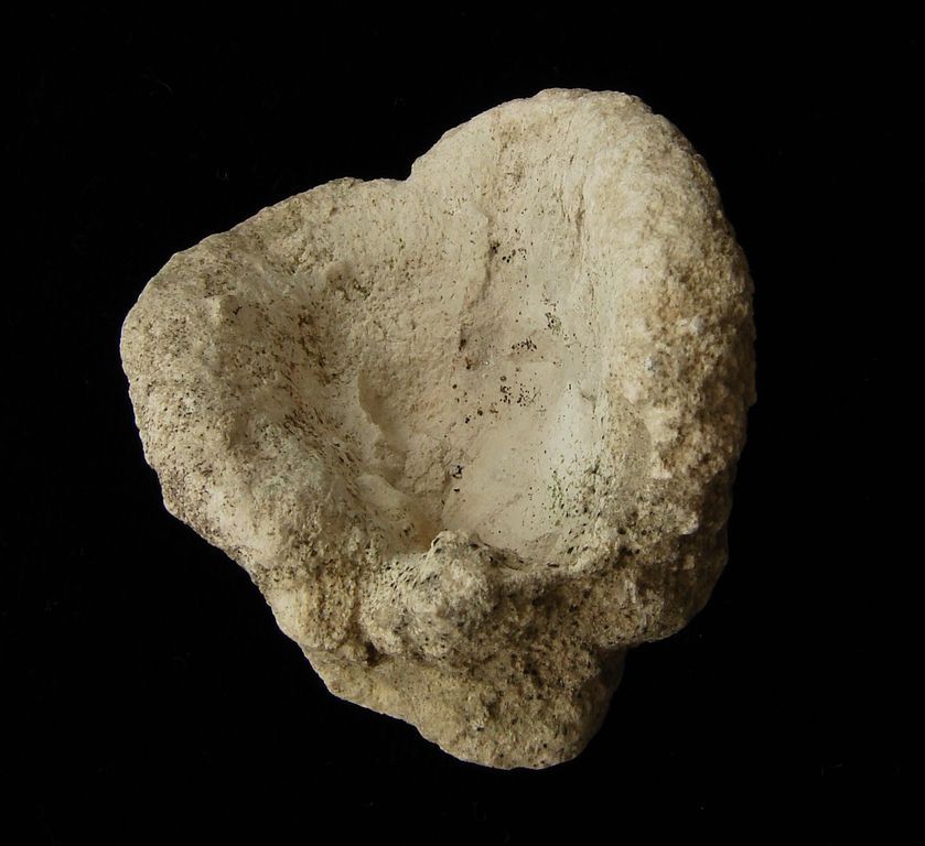 Fosilní houba Cytoracea variabilis - Polsko (6)