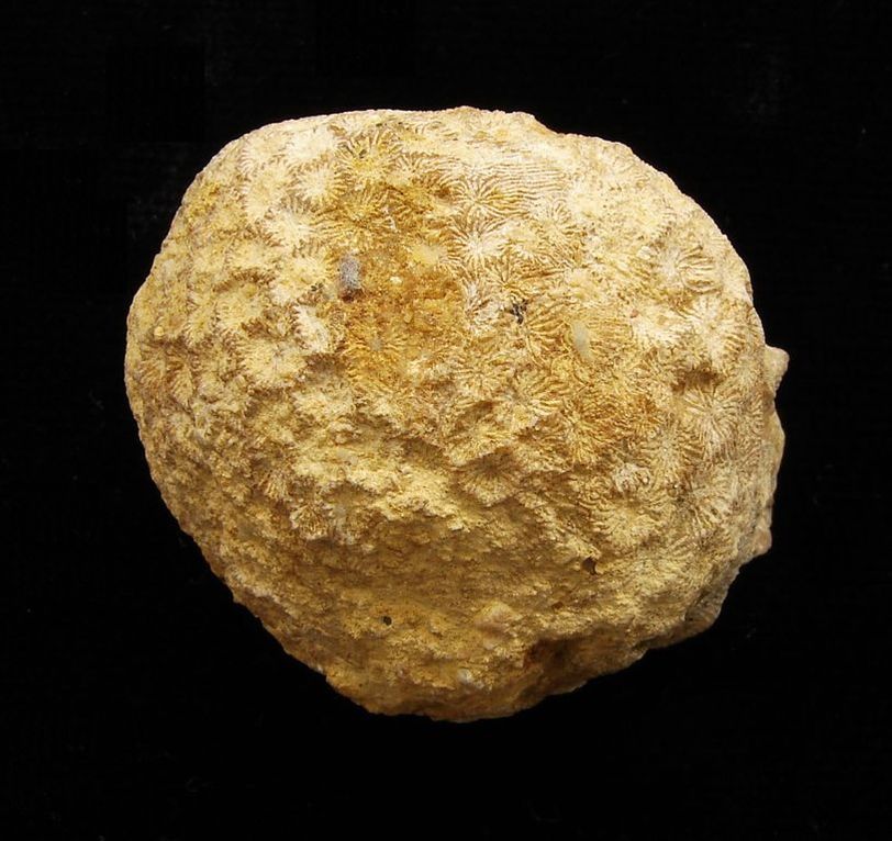 Fosilní korál Mesomorpha hemisphaerica - Bosna a Hercegovina (3)