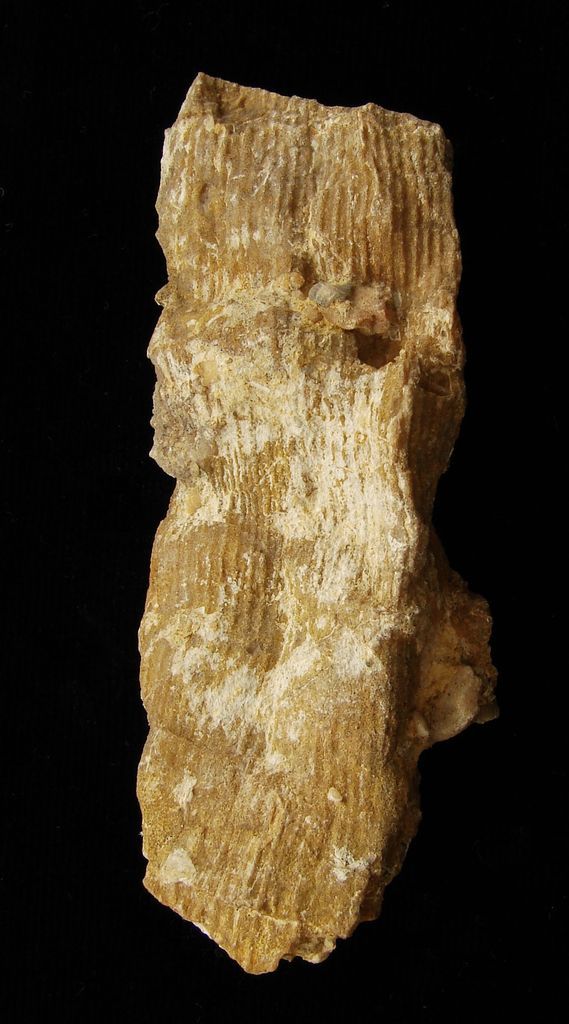 Fosilní korál Placotrochus sp. - Bosna a Hercegovina (9)