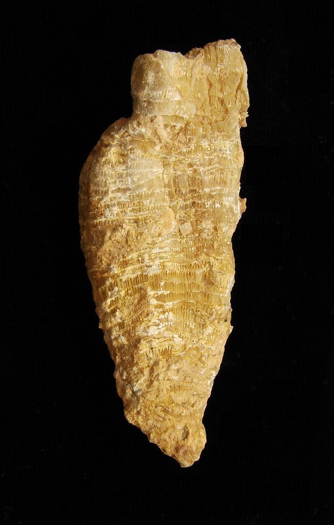 Fosilní korál Placotrochus sp. - Bosna a Hercegovina (10)