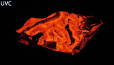 UV - minerál manganokalcit - Příbram (35)