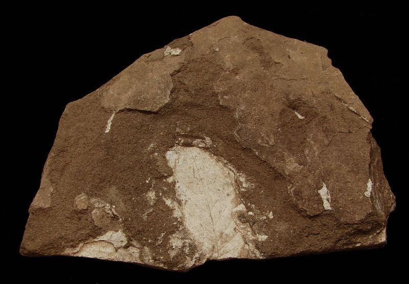 Zkamenělá třetihorní flóra - Bechlejovice (51)