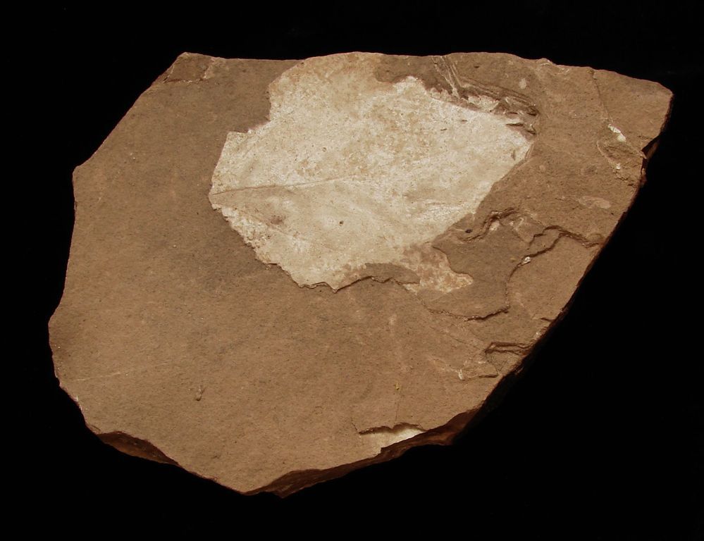 Zkamenělá třetihorní flóra - Bechlejovice (52)