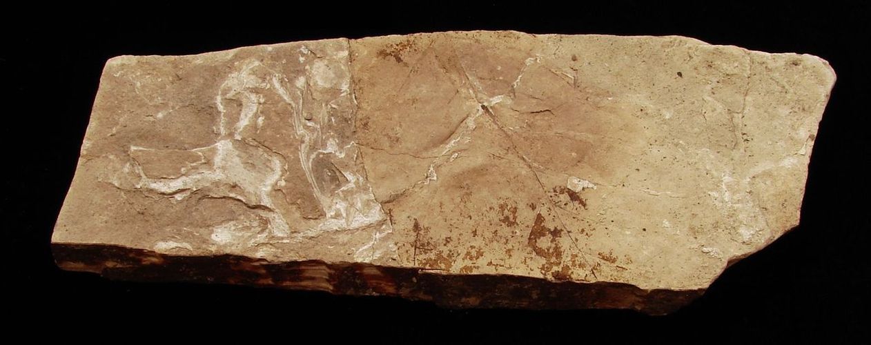 Zkamenělá třetihorní flóra - Bechlejovice (53)