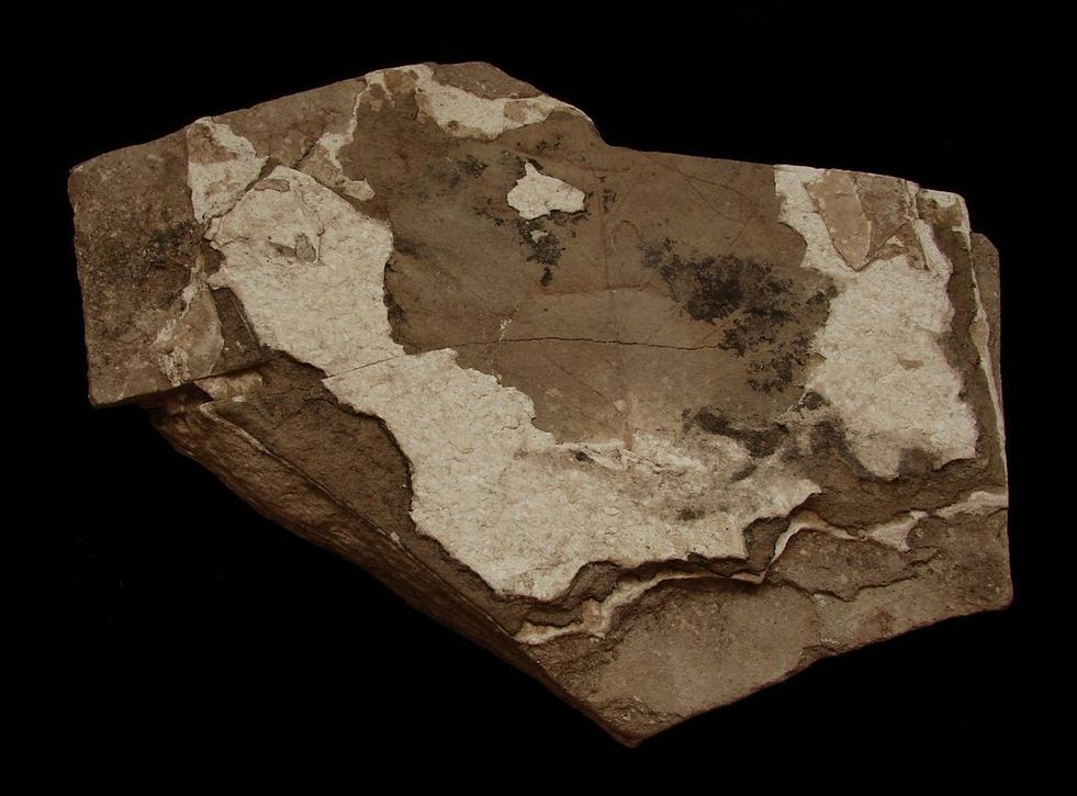 Zkamenělá třetihorní flóra - Bechlejovice (54)