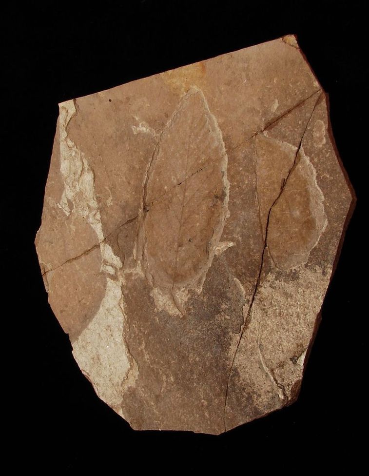 Zkamenělá třetihorní flóra - Bechlejovice (55)