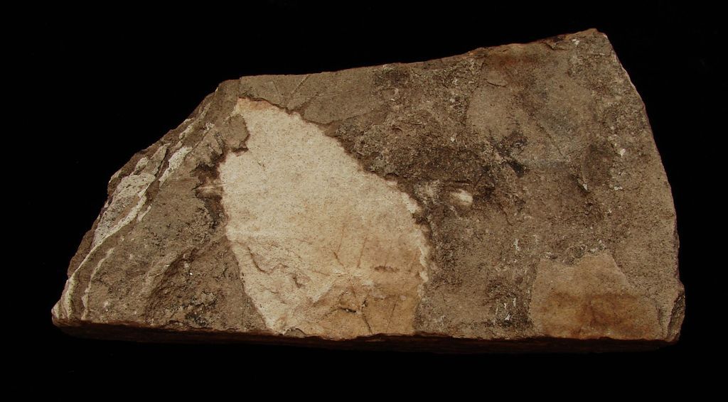 Zkamenělá třetihorní flóra - Bechlejovice (56)