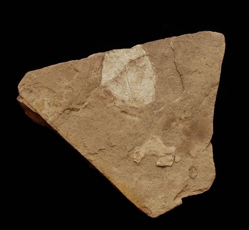 Zkamenělá třetihorní flóra - Bechlejovice (57)