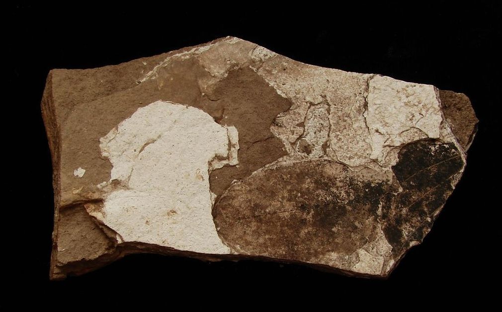 Zkamenělá třetihorní flóra - Bechlejovice (58)