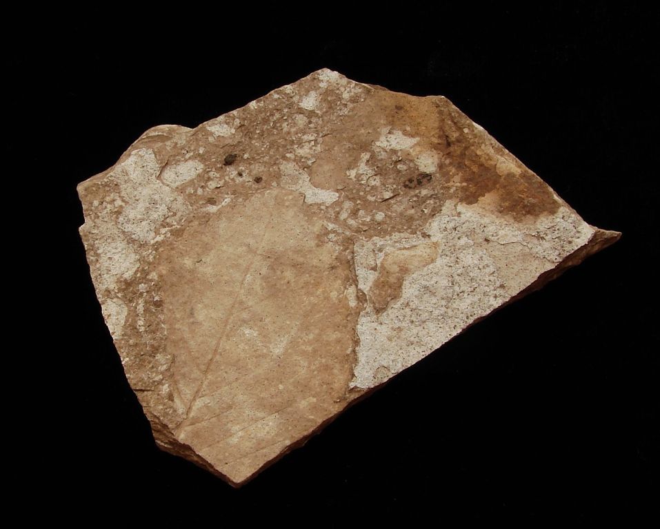 Zkamenělá třetihorní flóra - Bechlejovice (59)