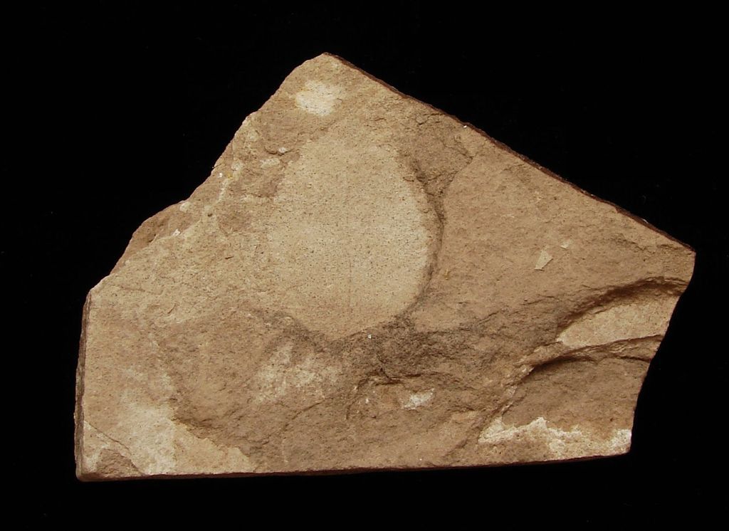 Zkamenělá třetihorní flóra - Bechlejovice (60)